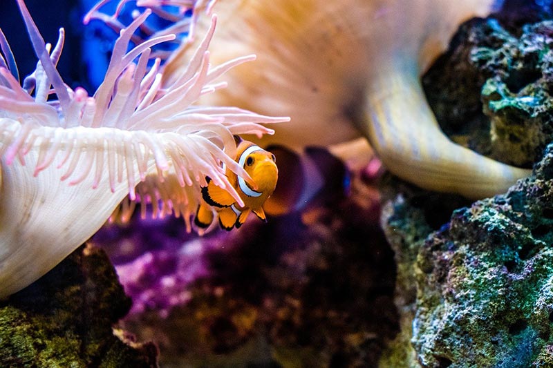 Clown Fish in Best dive sites in Koh Tao