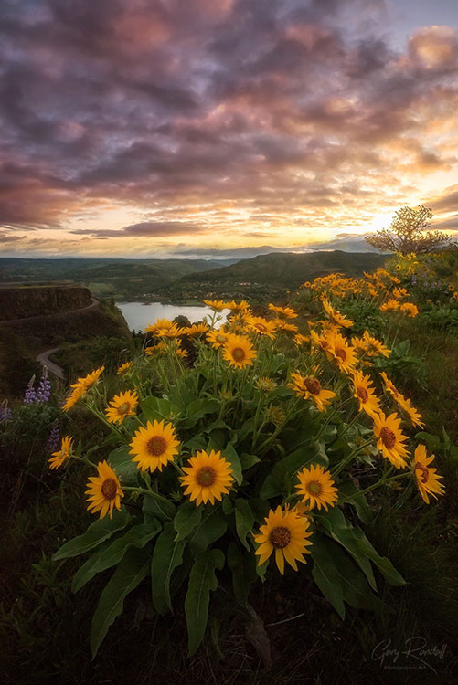Daisies - Wildflowers of PNW | Photography by Gary Randall