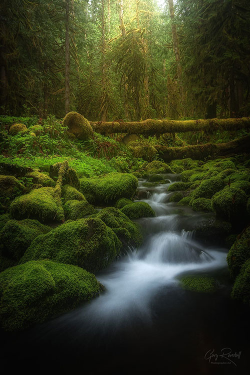 Wild moss by the streams in PNW | Photography by Gary Randall