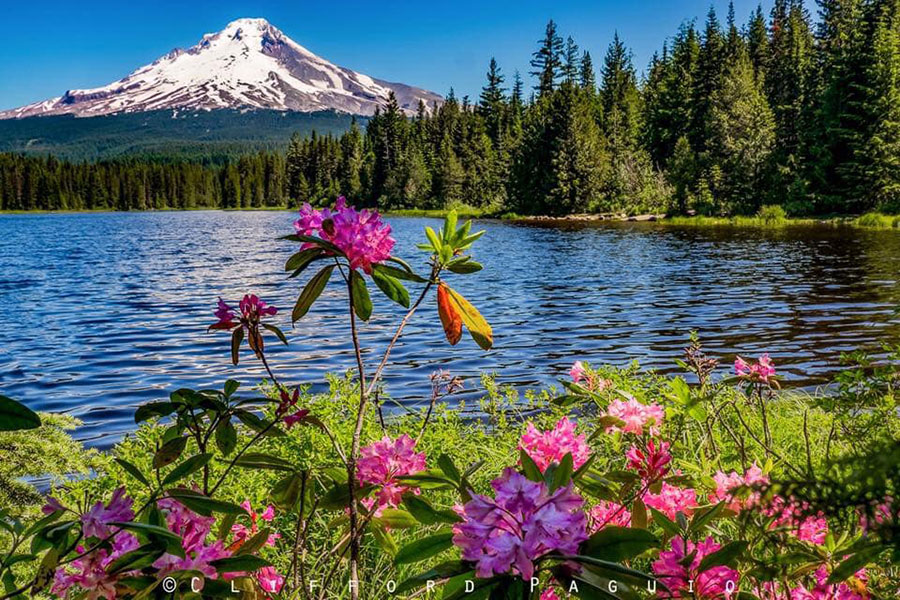 Trillium Lake with Mt Hood and Wildflowers
