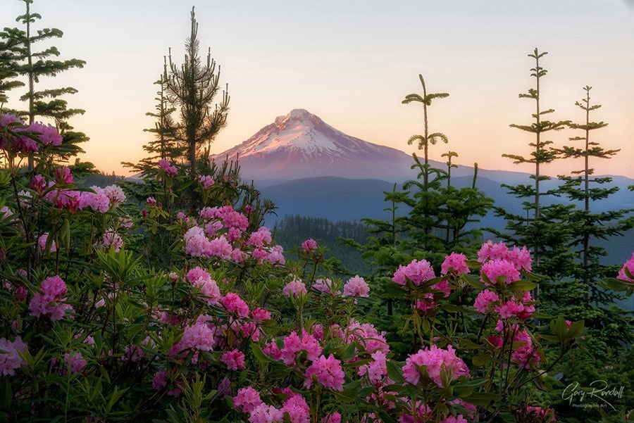 Wild Rhodes and Mount Hood | Photography by Gary Randall