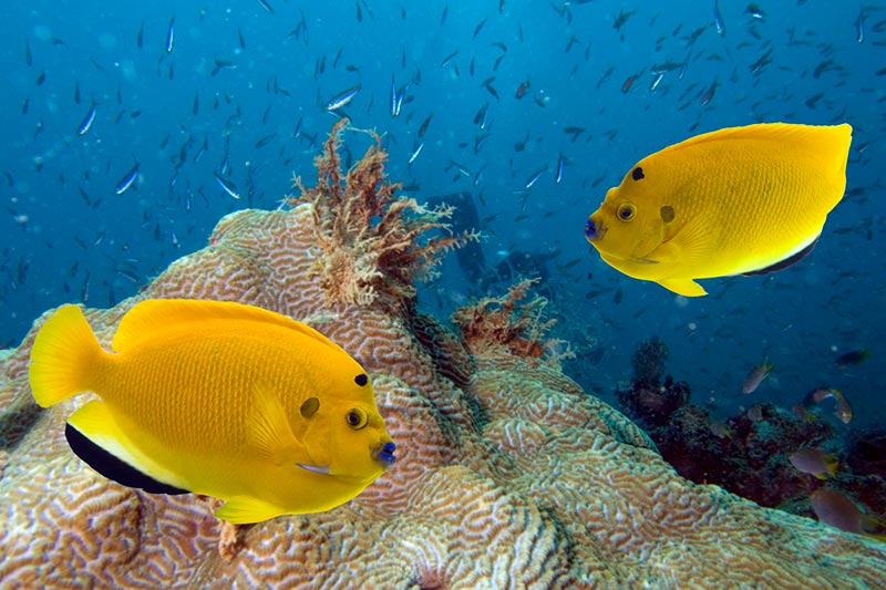 Three-Spot Angelfish swimming on the coral reef. Scuba diving in Tulamben, Bali, 